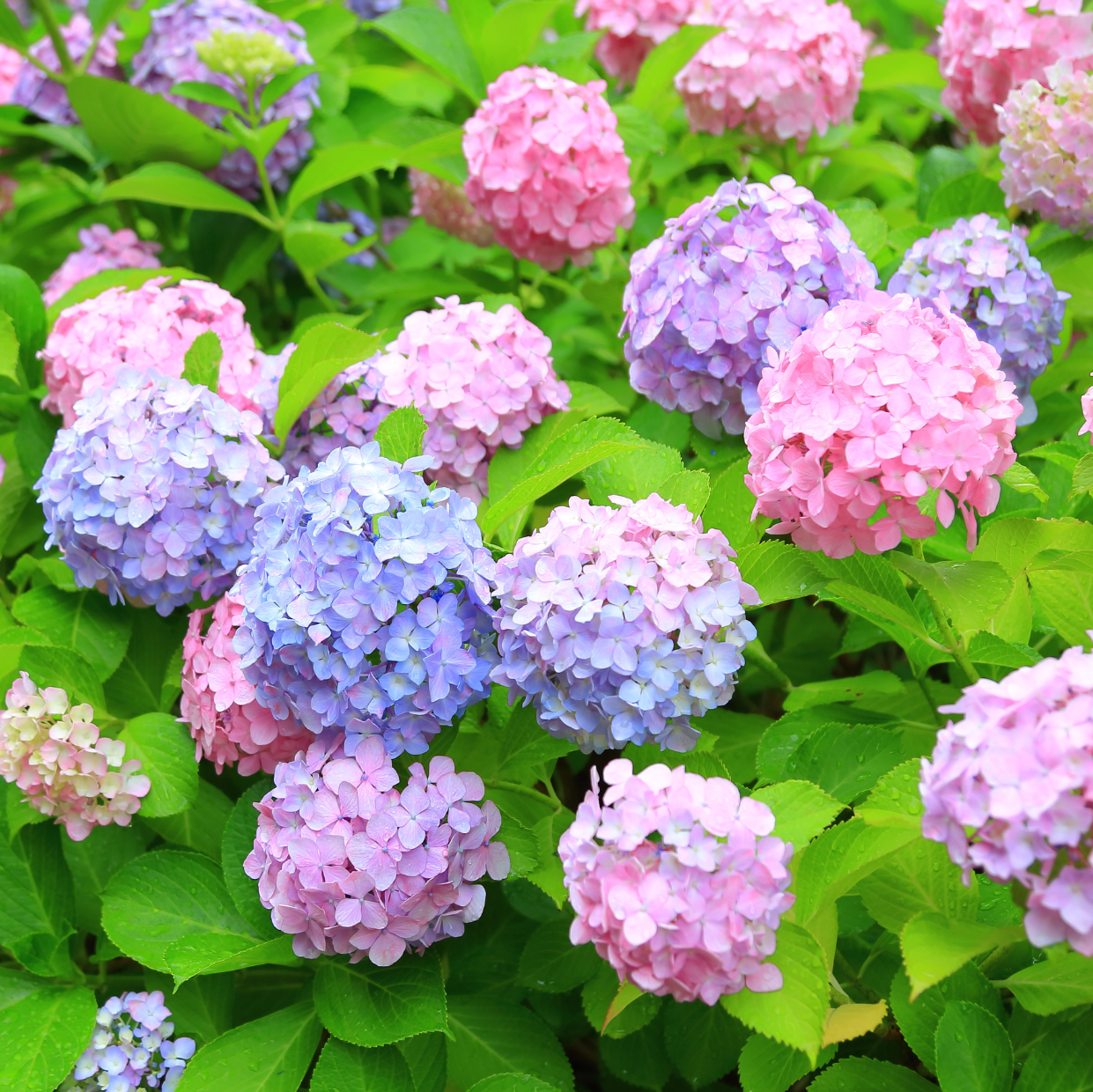 紫陽花がたくさん咲いている画像
